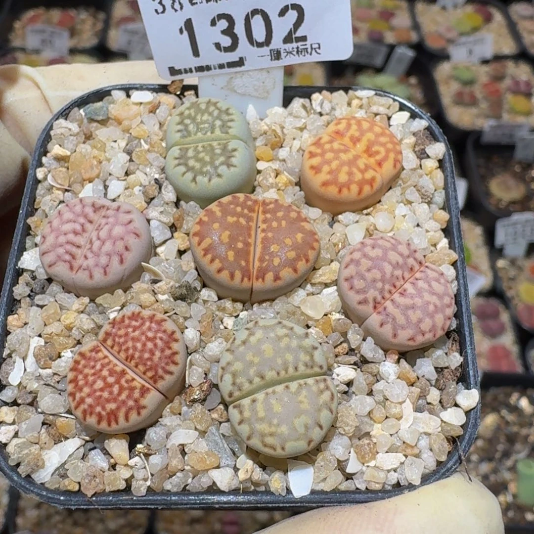 Ssss精品生石花1302