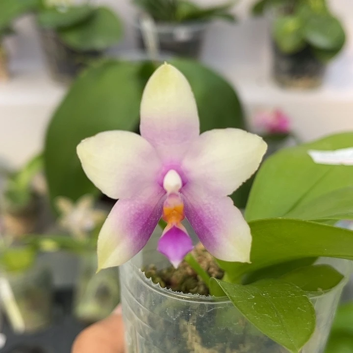 完全开放2.5寸杯BKH2346A粉色晕染