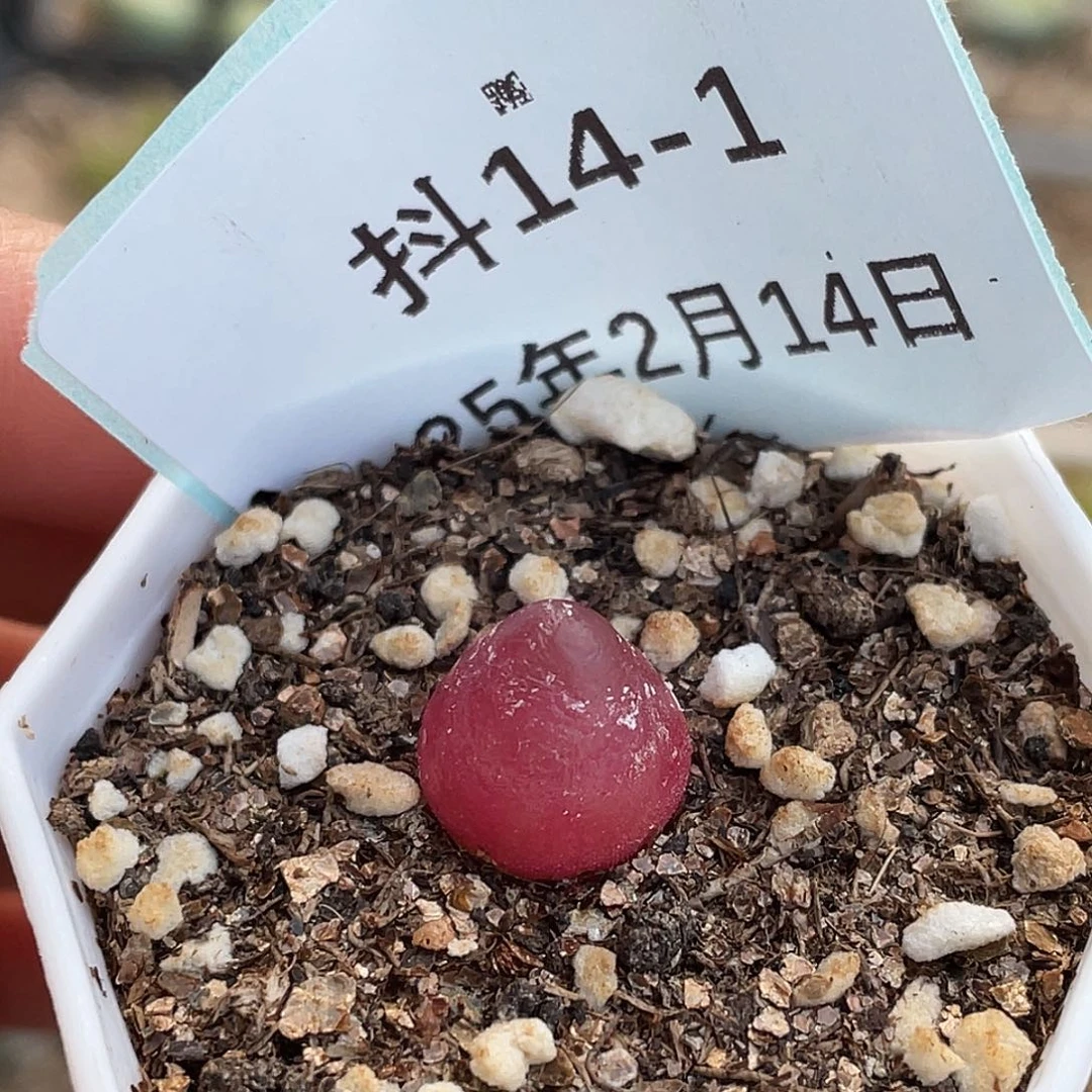 14-1灯泡多肉植物