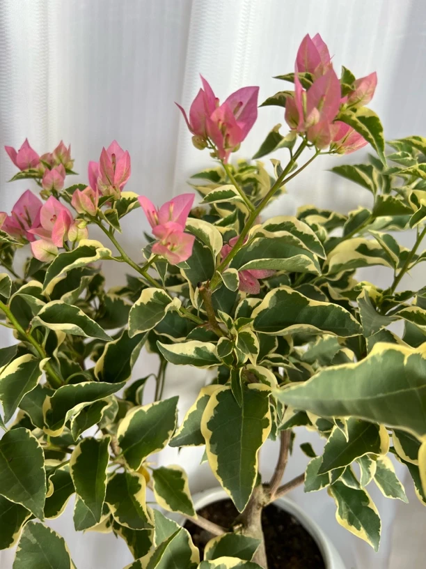 【一物一拍】蜡染粉三角梅口红鲜花勤花品种包对版花叶共赏花卉盆栽