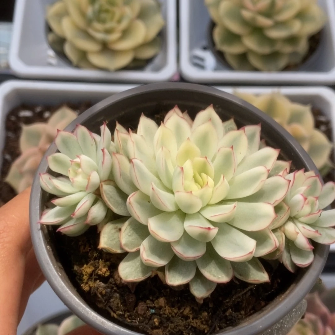 022白覆轮梦幻玫瑰锦