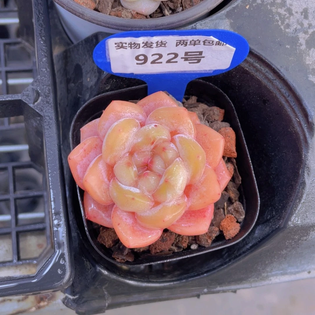 922号黄水晶大白兔单头一个