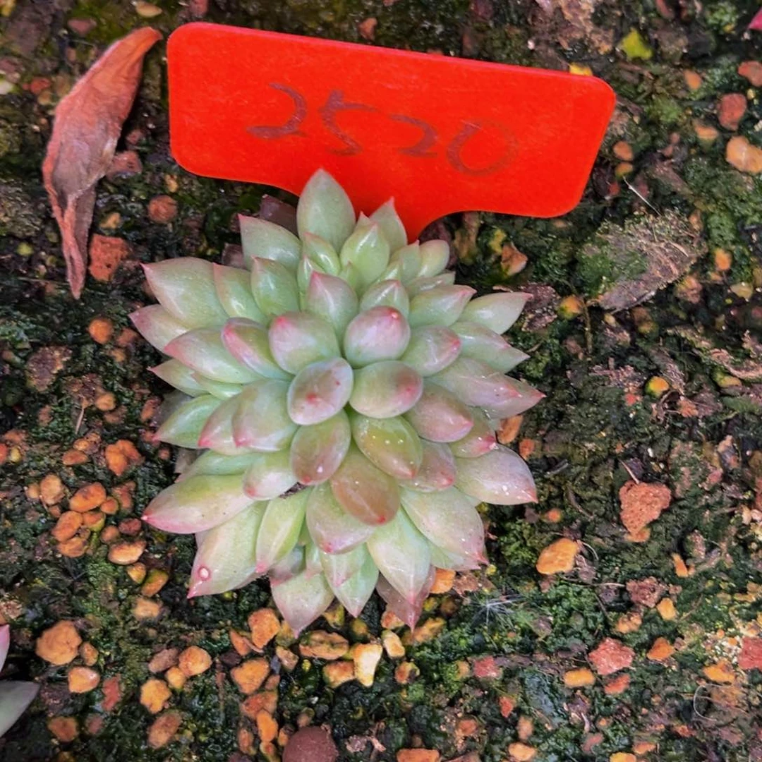 2520号晚上多肉植物群生多肉