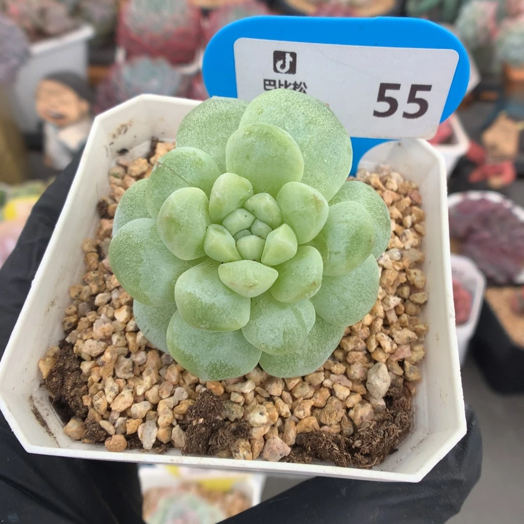 55 黄心体冰玉石化