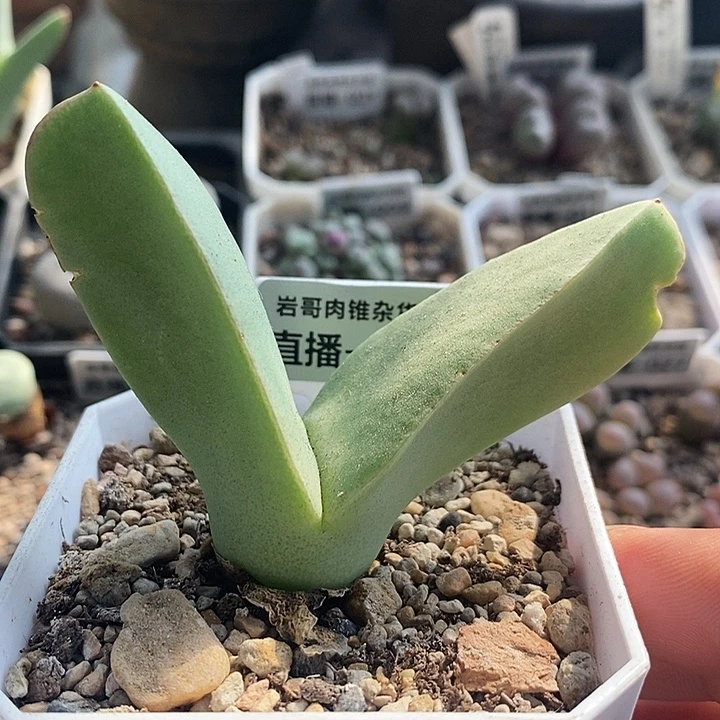 梅萨种源大型肉锥翼