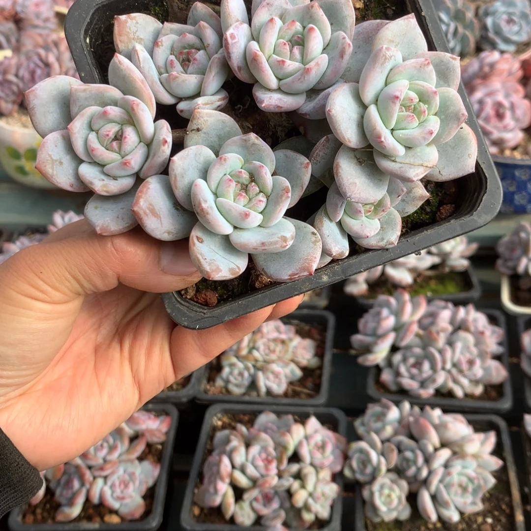 无花朵哈哈哈哈哈哈哈哈哈1