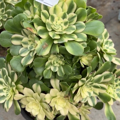 154辛尼亚25厘米左右