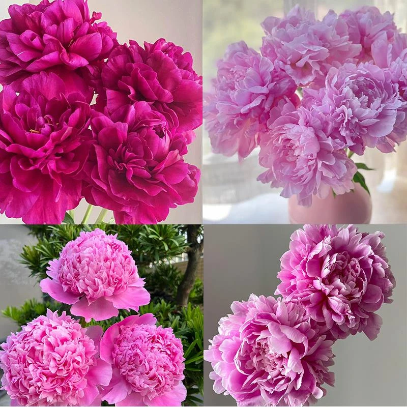 现挖现发精选【开播福利-芍药花苗】一物一拍专属链接