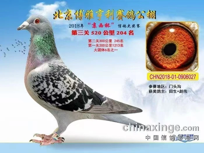 开尔公棚家族发挥