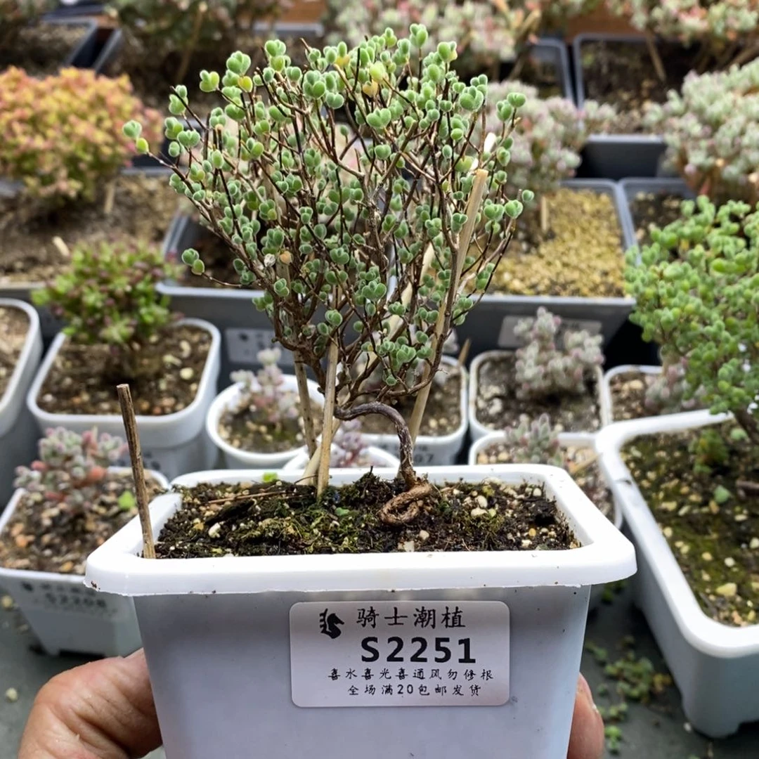 G**y2251实生莱斯造型桩