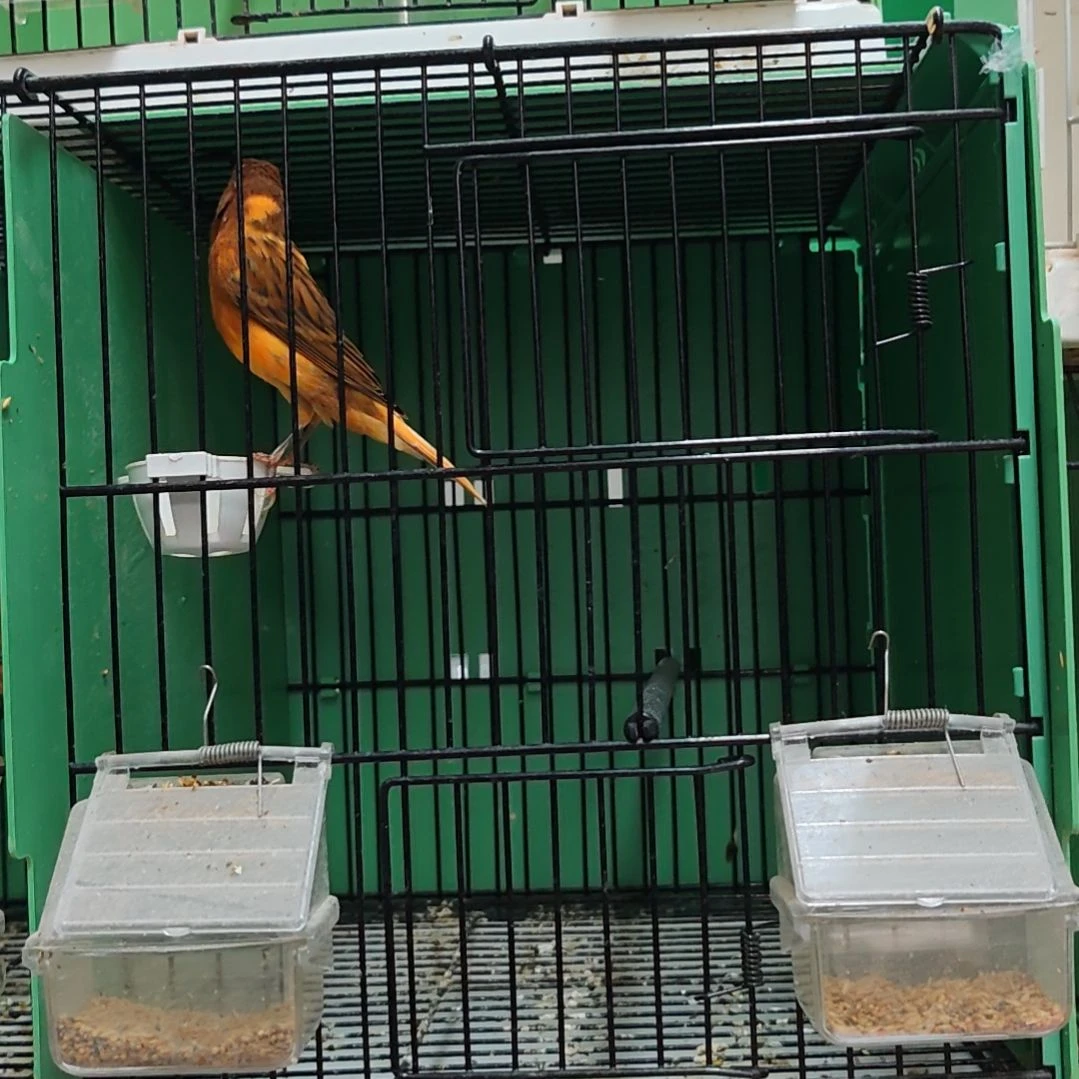 文鸟花玉好看nnnnnnnnnnnmm