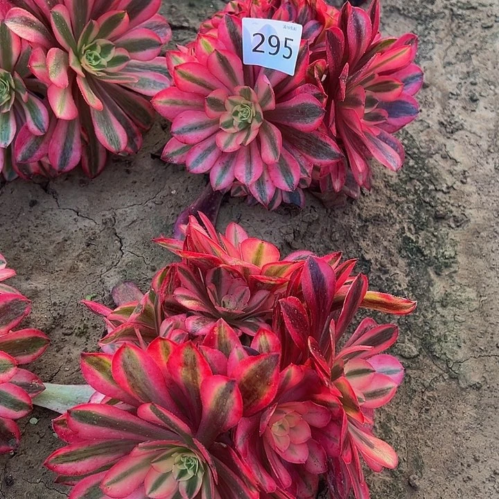 295美杜莎绣球2颗新桩东