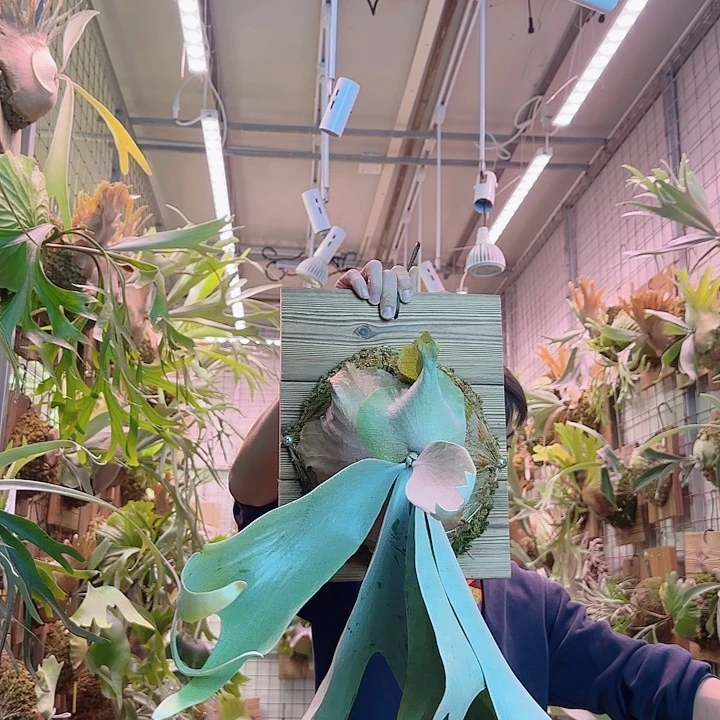 无花朵安爪a36。