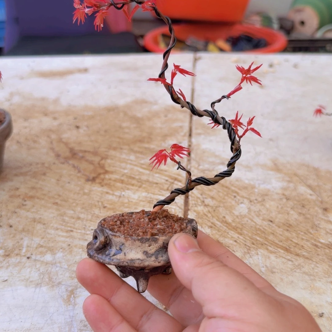 一*亿枫树 顺丰快递