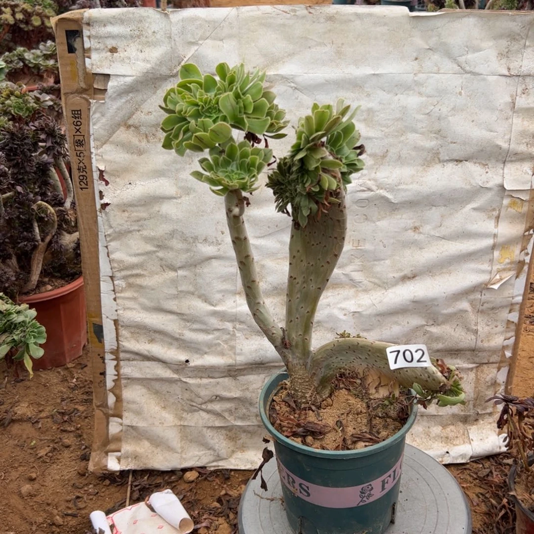 有伤原始绿702满28包邮