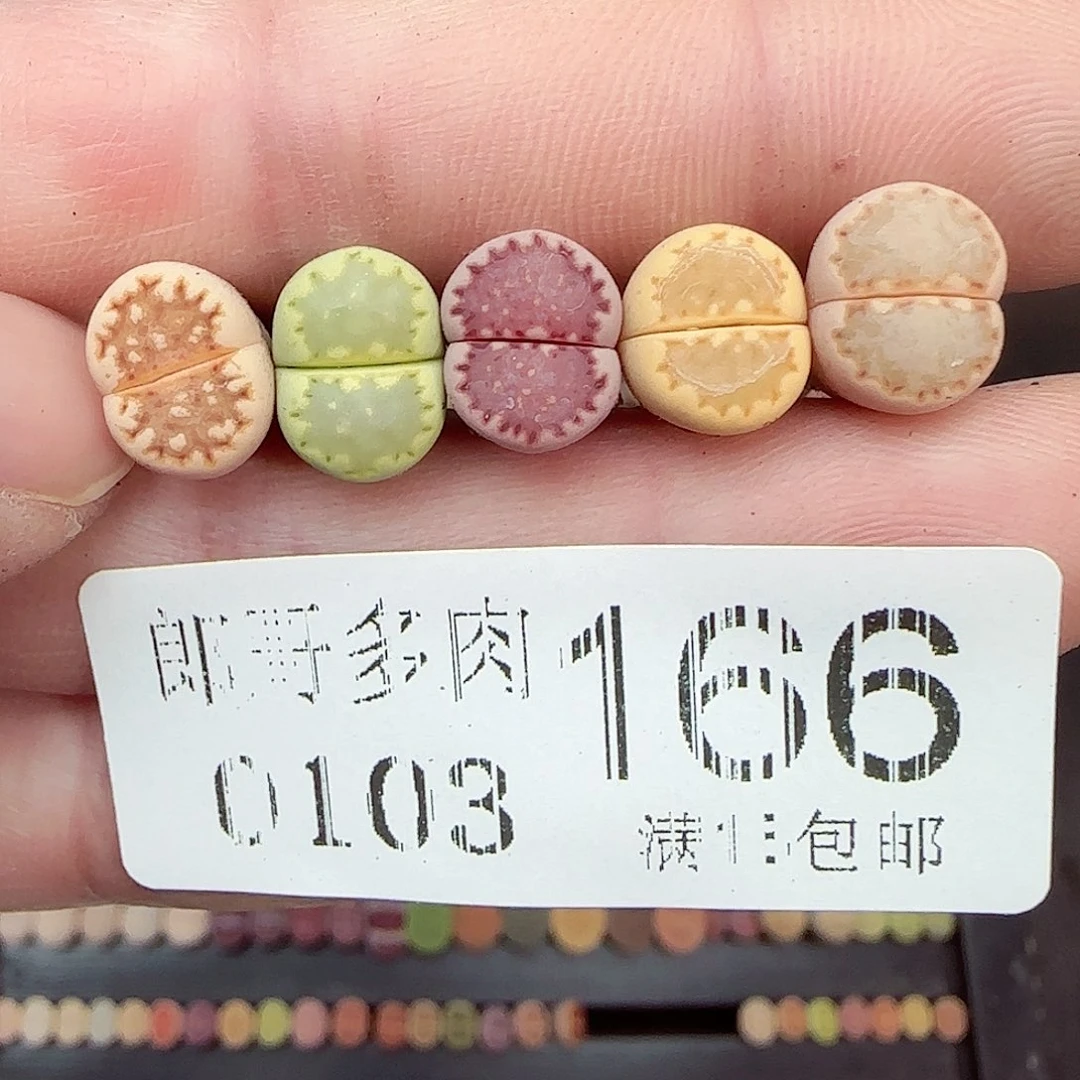 满满18包邮0103-166