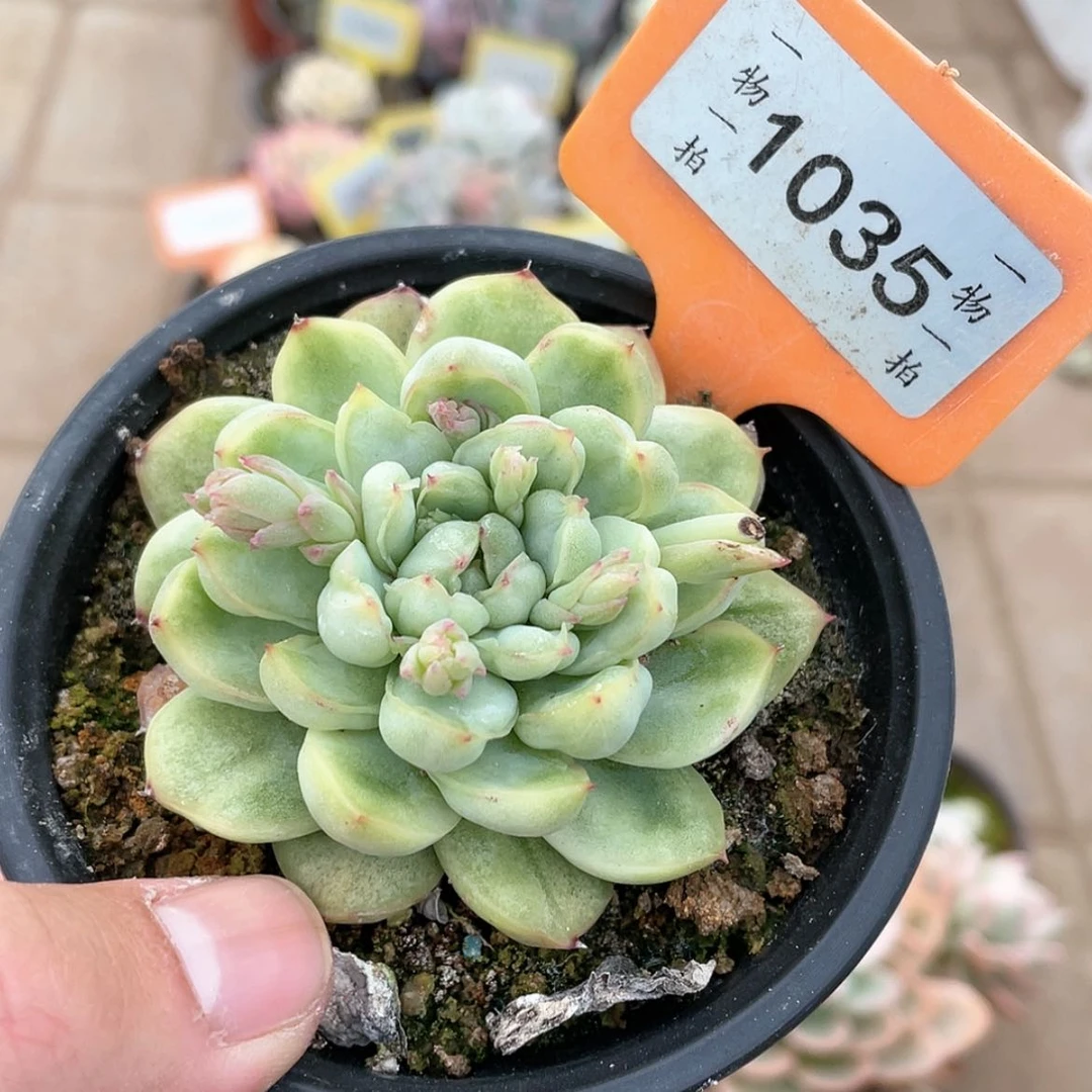 【闪购商品】1035号