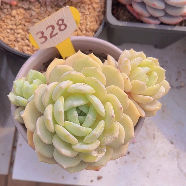 健健康康平平安安