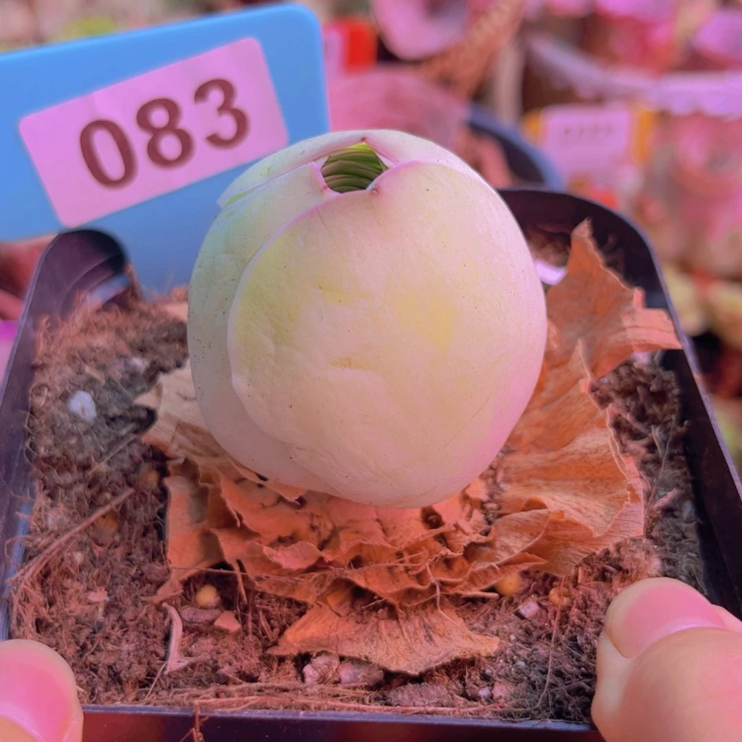 083山地玫瑰绿色