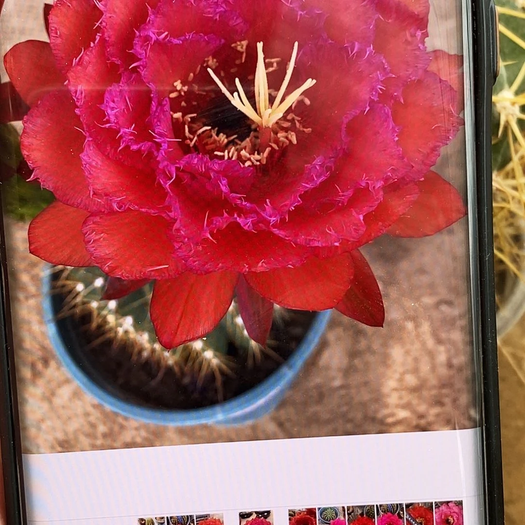 毛 荣耀侧芽歪20包邮/5公分以上