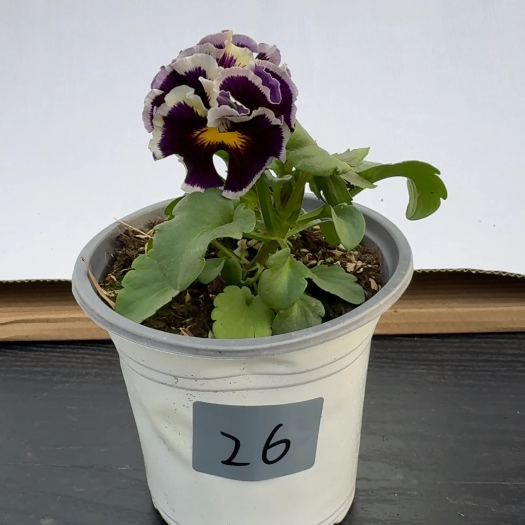 无花朵26号角堇花苗