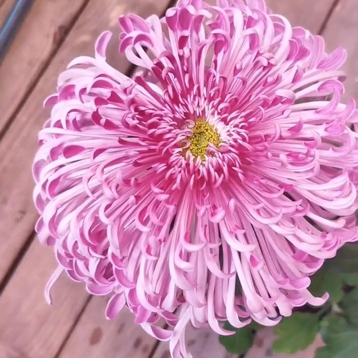 【漓江春色】成品九月大菊原盆原土耐寒耐热多年生花卉