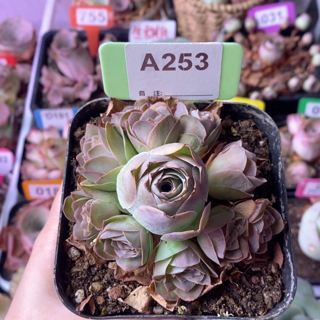 紫芙玫瑰一物一拍A253