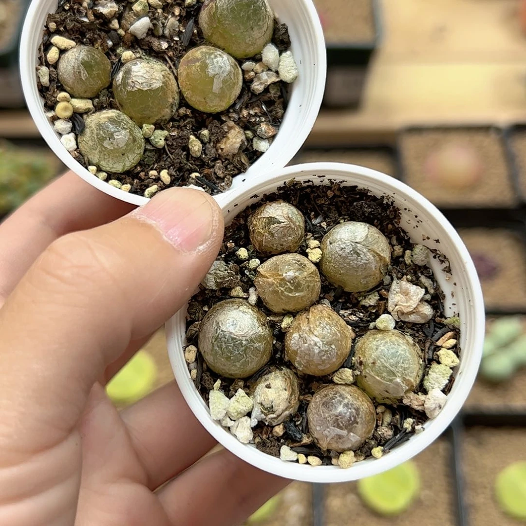 【闪购商品】249 灯泡
