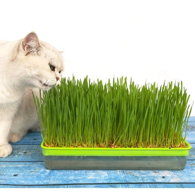 猫草种子水培猫草套装小麦猫薄荷猫咪用品去毛球狗草狗狗吃的草