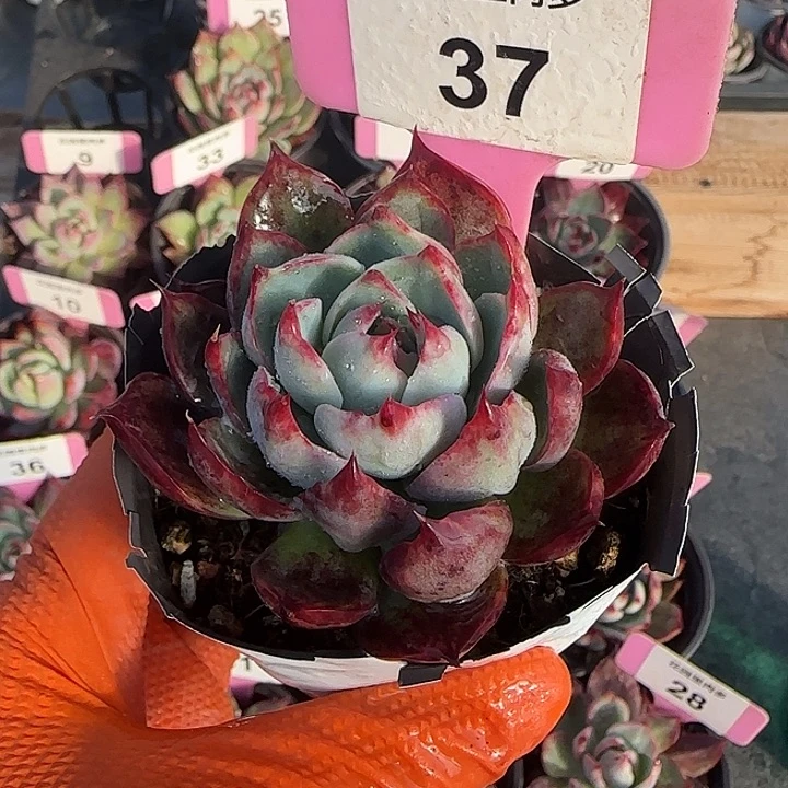 37 惊鸿仙子多肉植物6-9cm