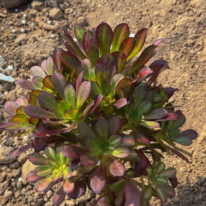 328晚霞量多肉法师不包断枝