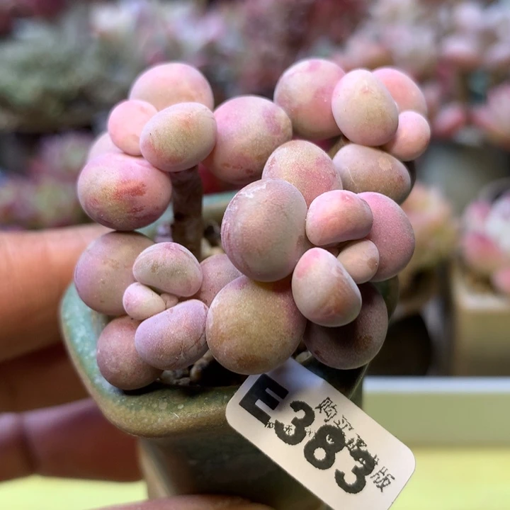 E383一物一拍带盆发