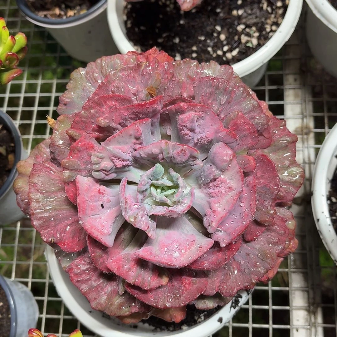 蕾丝大叶雨滴锦冠幅20㎝