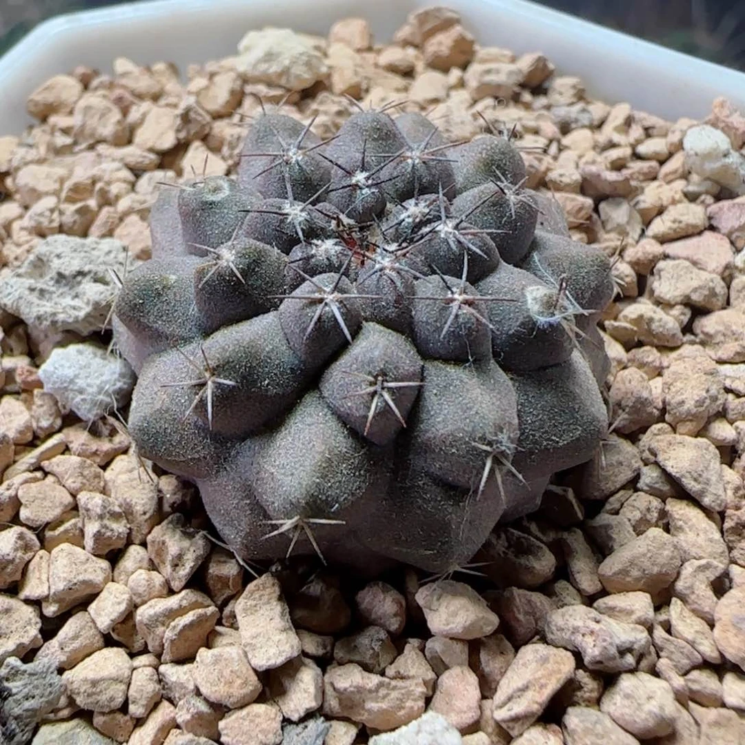 又**了实生龙爪球多肉000