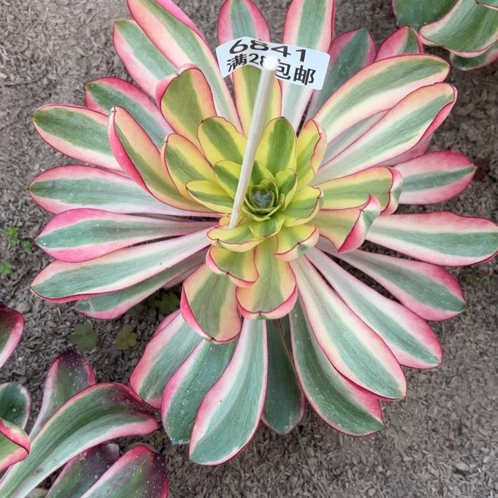 E.  6841阿波罗多肉