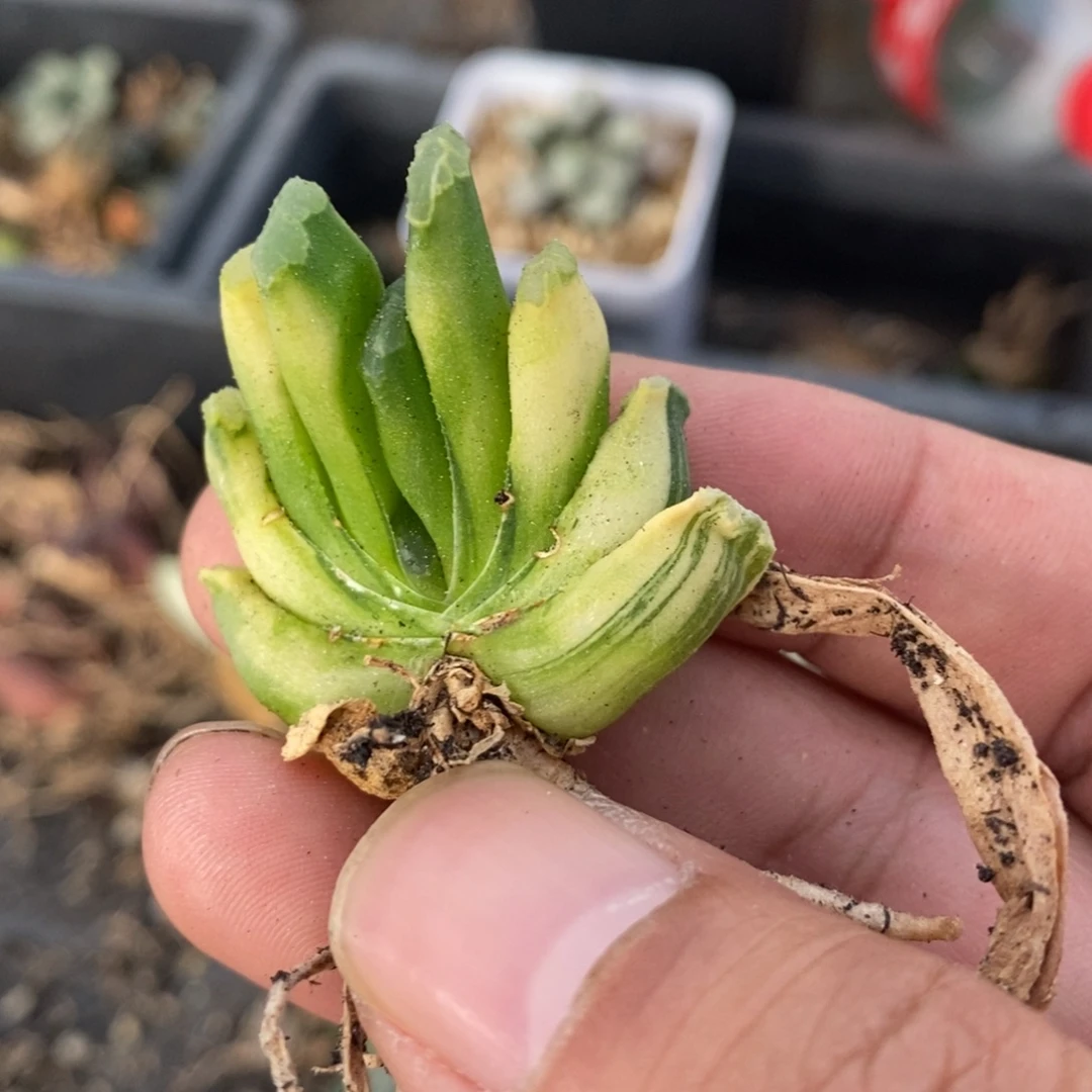 一颗玉万锦。