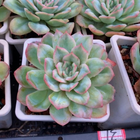 泡泡纱群。