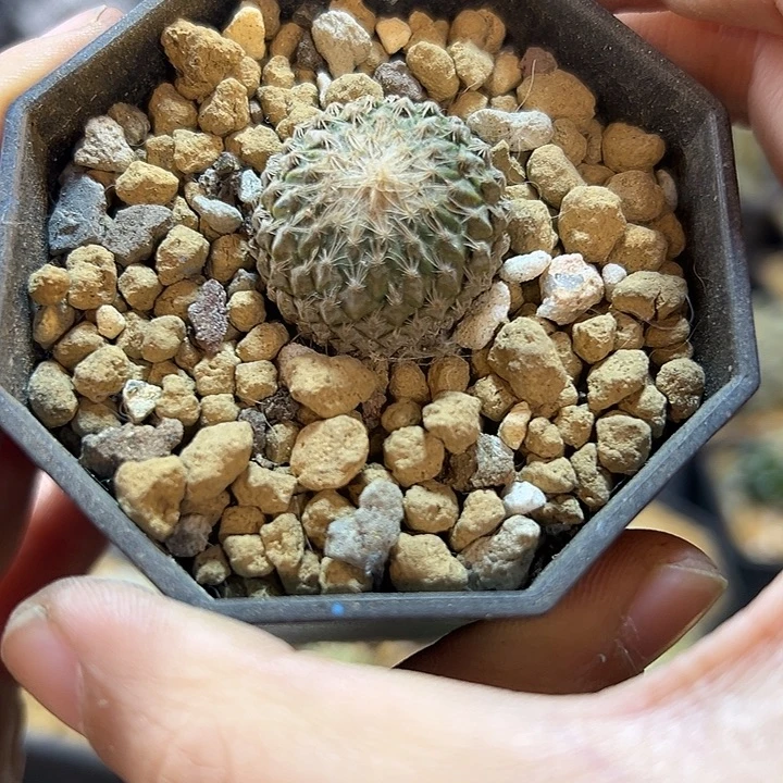 74号自根银牡丹2.4公分