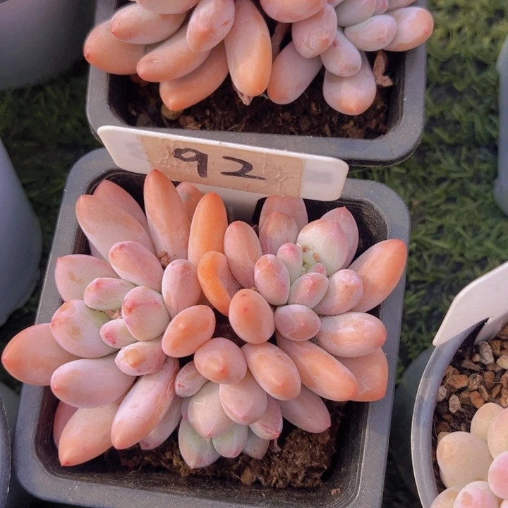 健健康康平平安安