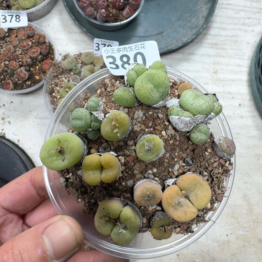 380。多肉植物一盒。