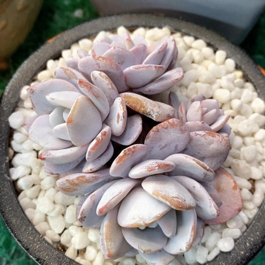 雪莲多肉植物盆栽