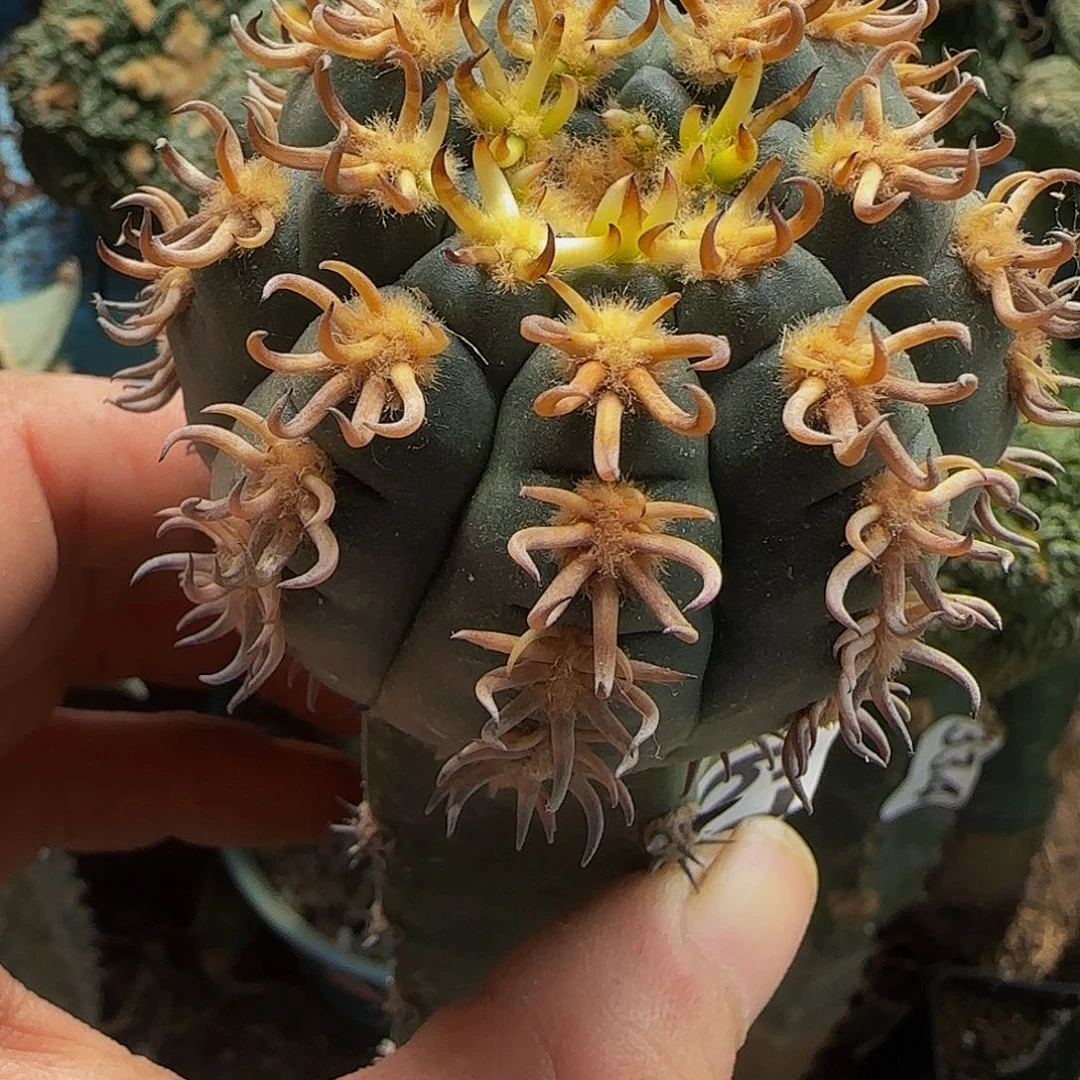 猫爪677仙人球开花