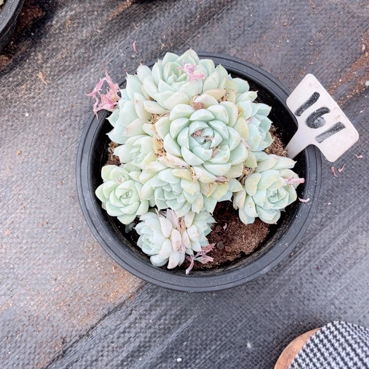 晨语多肉一物一拍161