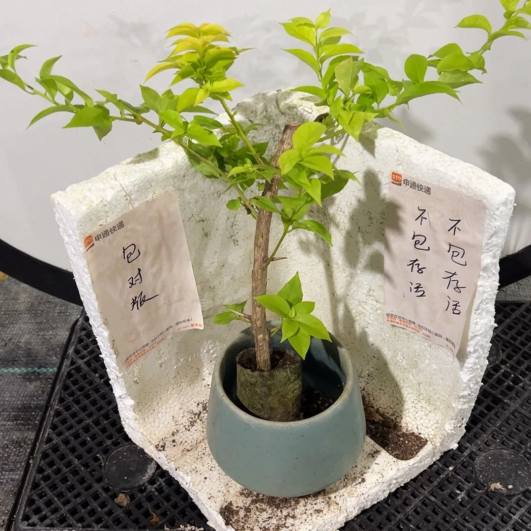 慌***张粉红豹袋苗直播专属