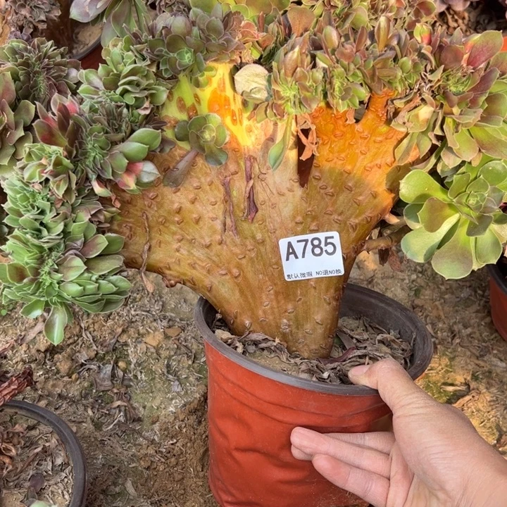 玫瑰缀多肉植物785.