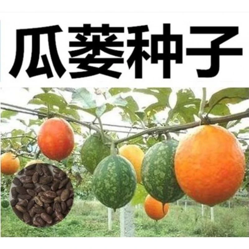 吊瓜子 瓜蒌种子 天花粉栝楼吊瓜祛痰材野生糖瓜蒌瓜种籽