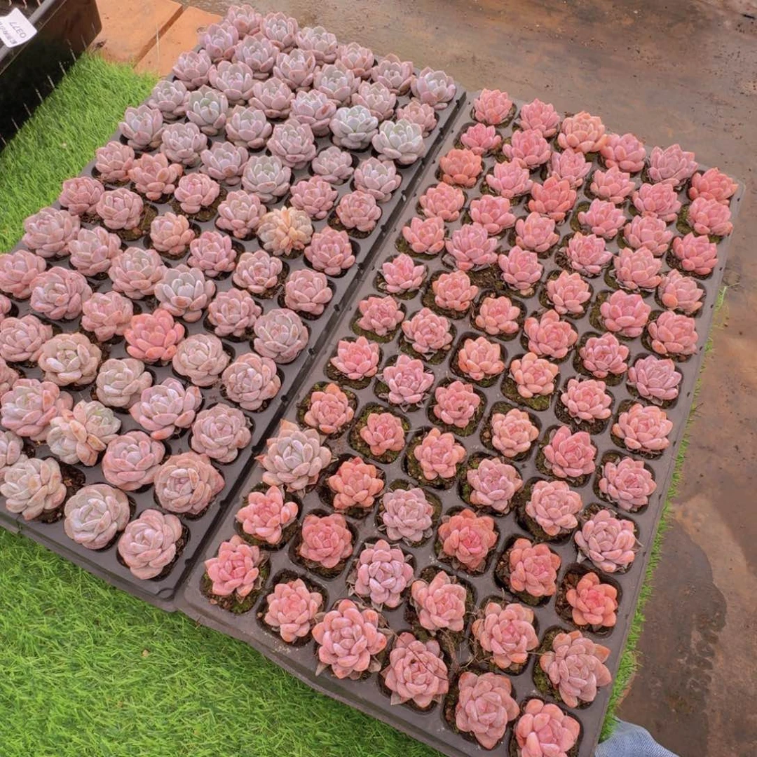 夕****多肉植物橙梦露加雪天使各一筐0175