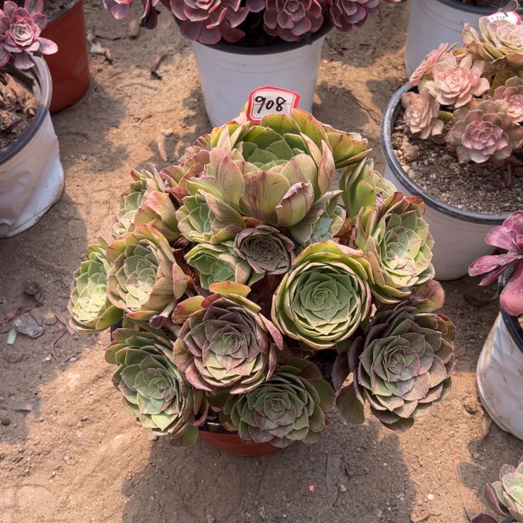 908多肉植物花月夜