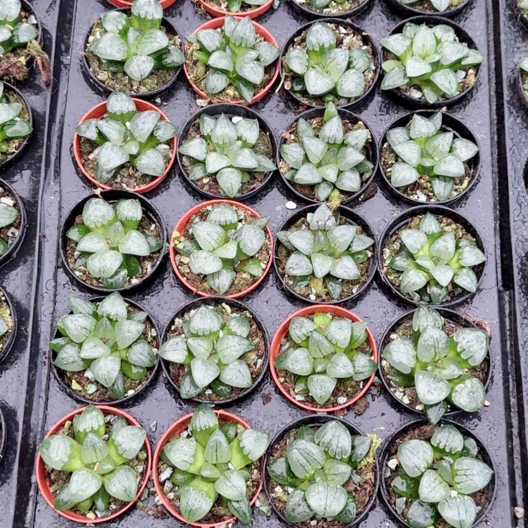翠虎多肉植物一颗