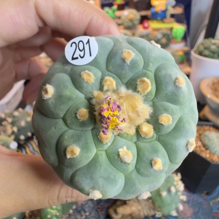 福利实生291园艺观赏植物